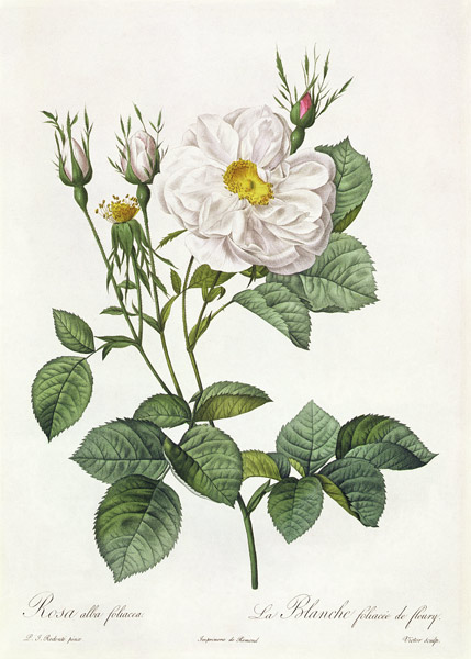 Rosa Alba Foliacea from Pierre Joseph Redouté