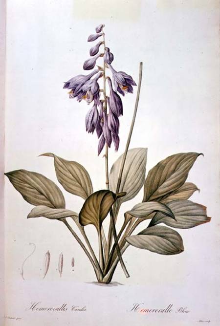 Plantain Lily from Pierre Joseph Redouté