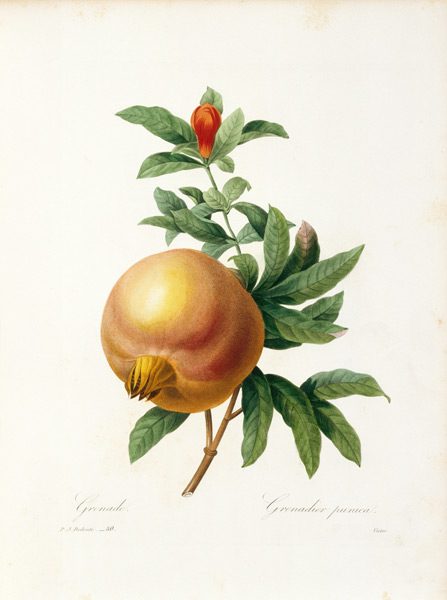 Pomegranate / Redouté from Pierre Joseph Redouté