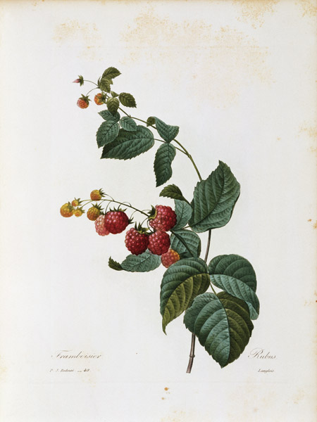 Raspberry / Redouté from Pierre Joseph Redouté
