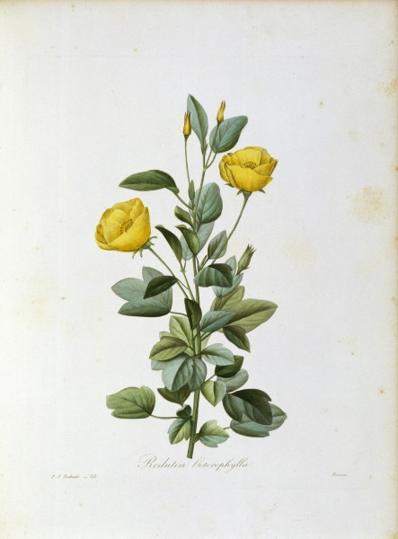 Redutea heterophylla / Redouté from Pierre Joseph Redouté
