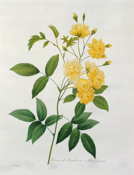 Rosa banksiae (Banks's rose), from 'Choix des Plus Belles Fleurs' from Pierre Joseph Redouté