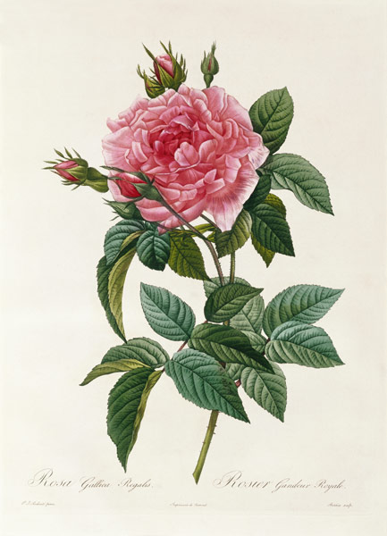 Rosa Gallica Regalis from Pierre Joseph Redouté