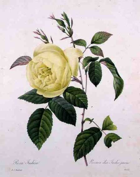 Rosa indica, engraved by Bessin, from 'Choix des Plus Belles Fleurs' from Pierre Joseph Redouté