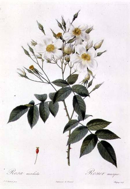 Rosa moschata or Musk Rose from Pierre Joseph Redouté