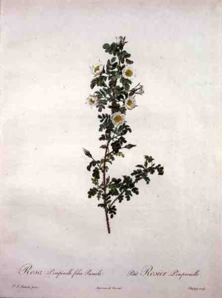 Rosa pimpinelli folia pumila (dwarf Scotch rose), engraved by Chapuy, from 'Les Roses' from Pierre Joseph Redouté