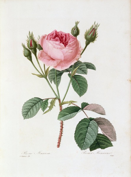 Roses / Redouté 1835 from Pierre Joseph Redouté
