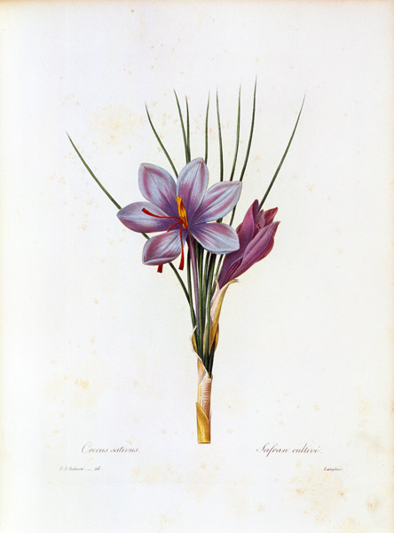 Saffron crocus / Redouté from Pierre Joseph Redouté