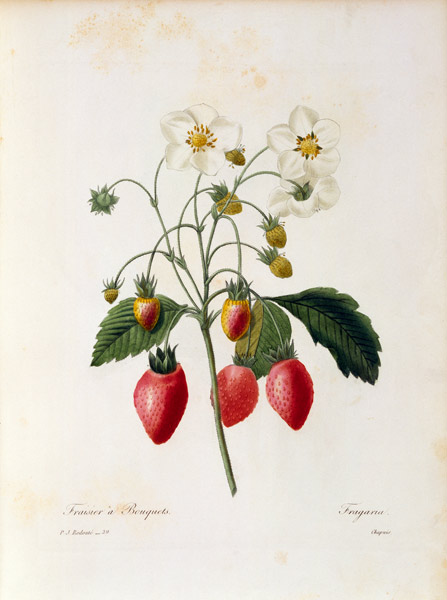 Strawberry / Redouté from Pierre Joseph Redouté