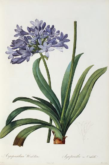 Agapanthus umbrellatus, from `Les Liliacees'