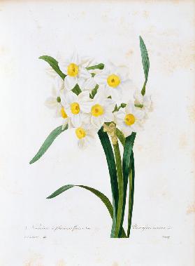 Bunch-flowered Narcissus / Redouté