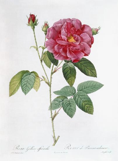 Die Rose Rosa Gallica officinalis.