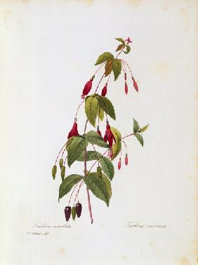 Fuchsia / Redouté