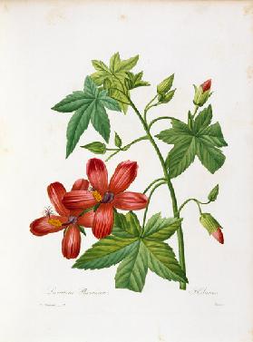 Hibiscus-like Tree Mallow / Redouté