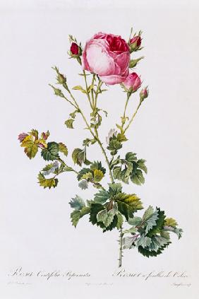 Rosa Centifolia Bipinnata