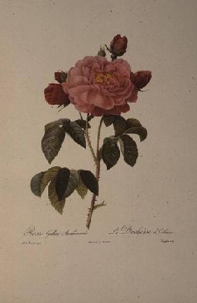 Rosa Gallica Aurelianensis or the Duchess of Orleans from, 'Les Roses'