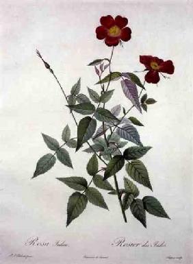 Rosa indica, engraved by Chapuy, from 'Les Roses'