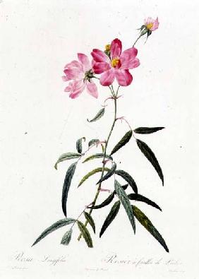 Rosa Longifolia