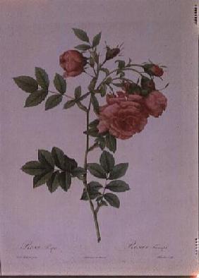 Rosa Rapa
