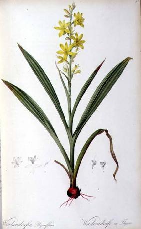 Wachendorfia Thyrsiflora, from 'Les Liliacees'
