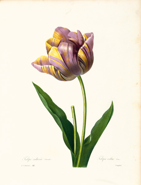 Tulip / Redouté from Pierre Joseph Redouté