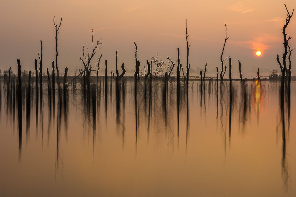 drowned forest ........... from Piet Haaksma