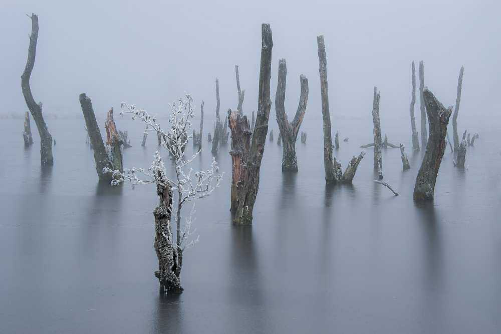 Frozen and foggy world ........ from Piet Haaksma