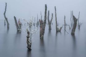 Frozen and foggy world ........