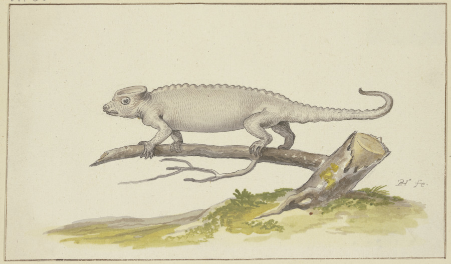 Eidechse oder Salamander nach links from Pieter Holsteyn d. Ä.