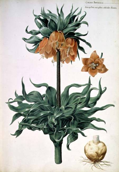 Fritillaria imperialis from Pieter van Kouwenhoorn