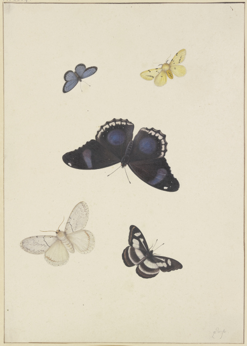 Fünf Schmetterlinge from Pieter Withoos