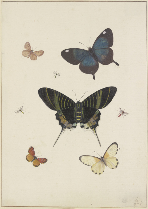 Fünf Schmetterlinge und drei Insekten from Pieter Withoos
