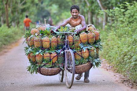 Ananasverkäufer kommen mit mit Ananas beladenen Fahrrädern auf einen Markt