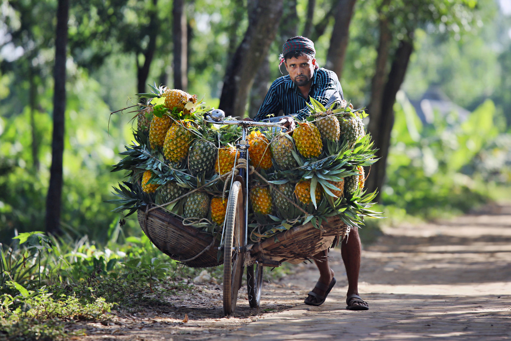 Ananasverkäufer kommen mit mit Ananas beladenen Fahrrädern auf einen Markt from Pinu Rahman