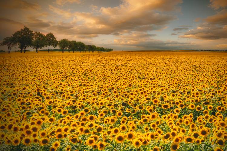 Sunflowers from Piotr Krol (Bax)