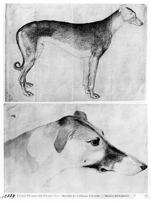 Greyhound and head of a greyhound, from the The Vallardi Album from Pisanello