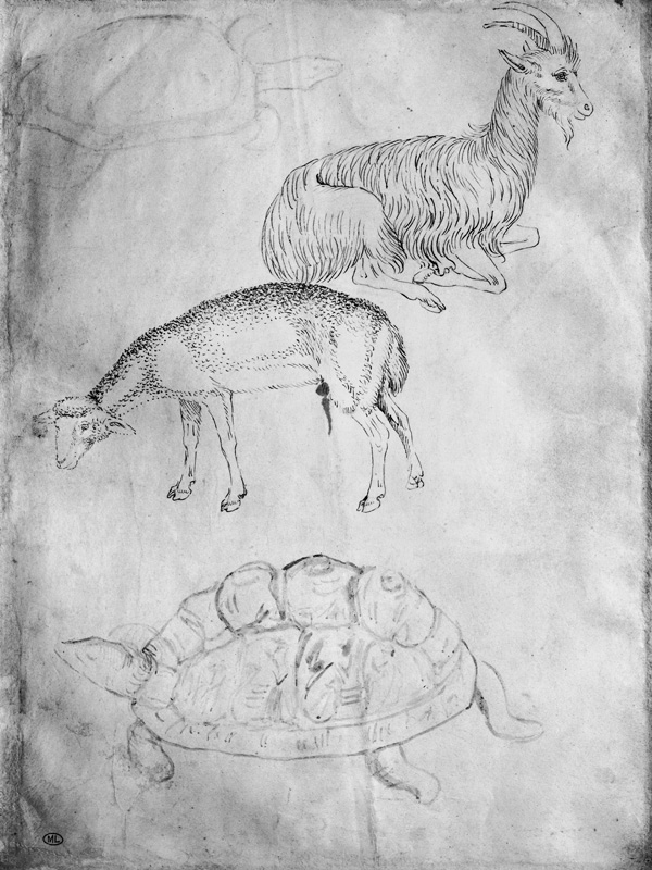 Two tortoises, goat and sheep, from the The Vallardi Album from Pisanello