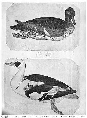 Ducks, from the The Vallardi Album (pen, ink & w/c on paper)