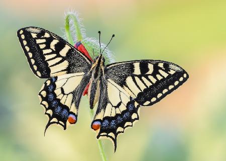 Ein besonderer Papilio