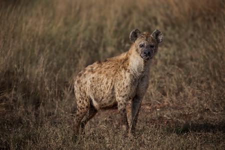 Eine schwangere Hyäne
