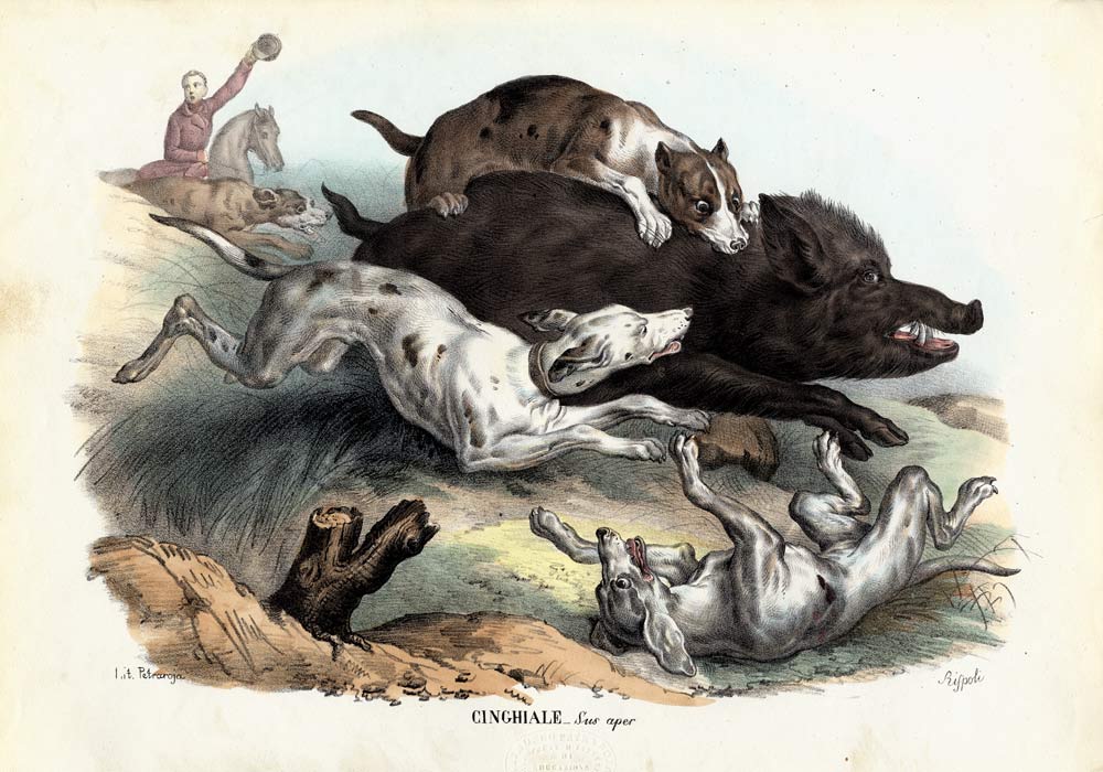 Wild Boar from Raimundo Petraroja