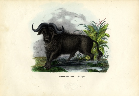 African Buffalo from Raimundo Petraroja