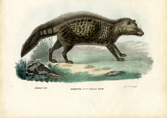 African Civet from Raimundo Petraroja
