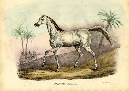 Arab Horse from Raimundo Petraroja
