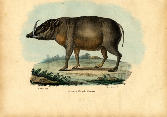 Babirusa from Raimundo Petraroja