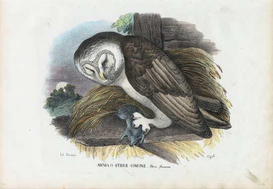 Barn Owl from Raimundo Petraroja