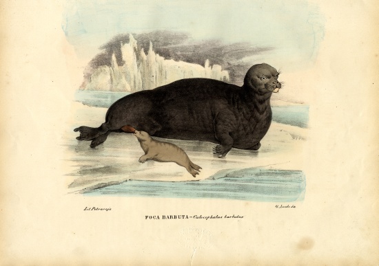 Bearded Seal from Raimundo Petraroja