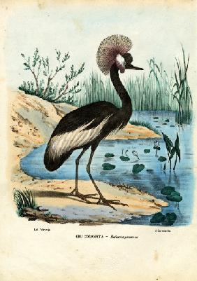 Black-Crowned Crane