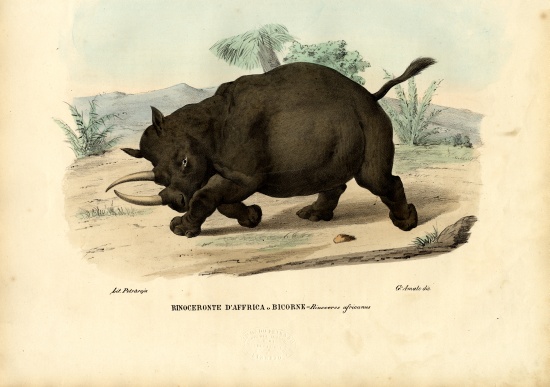 Black Rhinoceros from Raimundo Petraroja