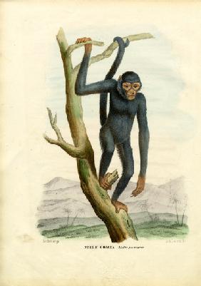 Black Spider Monkey